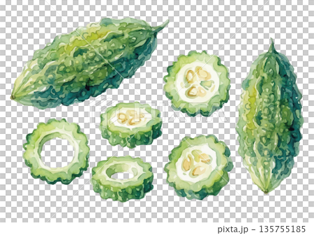 水彩風のゴーヤイラスト 135755185