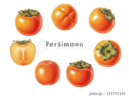 水彩風の柿イラスト 135755191