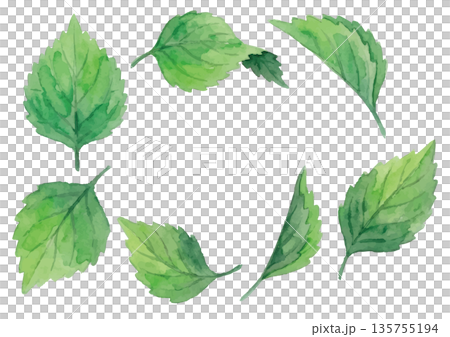 Watercolor-style perilla illustration Watercolor-style perilla illustration 135755194