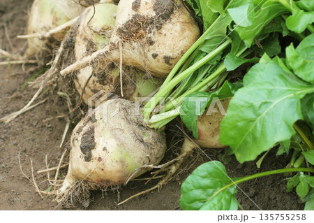 Freshly Harvested Sugar Beets with Green Leaves and Soil 135755258