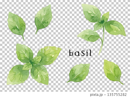 水彩風格的羅勒插圖 135755282