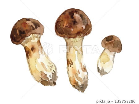 水彩風の松茸イラスト 水彩風の松茸イラスト 135755286