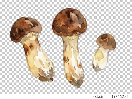 水彩風の松茸イラスト 水彩風の松茸イラスト 135755286