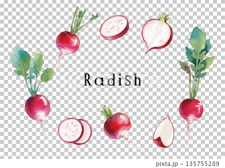 水彩風格的蘿蔔插圖 135755289