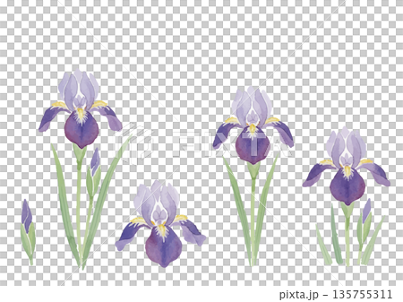 水彩風格鳶尾花插圖 135755311