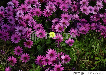 Beautiful flowers blooming in the garden, Bodrum Turkey Beautiful flowers blooming in the garden, Bodrum Turkey 135755312