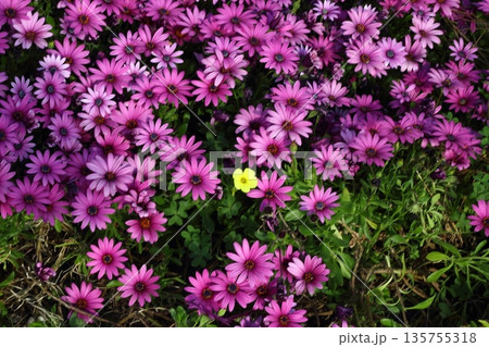 Beautiful flowers blooming in the garden, Bodrum Turkey 135755318