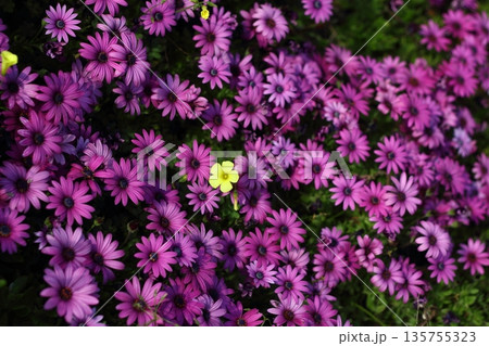 Beautiful flowers blooming in the garden, Bodrum Turkey Beautiful flowers blooming in the garden, Bodrum Turkey 135755323