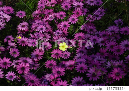 Beautiful flowers blooming in the garden, Bodrum Turkey Beautiful flowers blooming in the garden, Bodrum Turkey 135755324