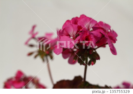 Beautiful flowers blooming in the garden, Bodrum Turkey 135755329