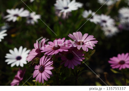 Beautiful flowers blooming in the garden, Bodrum Turkey 135755337