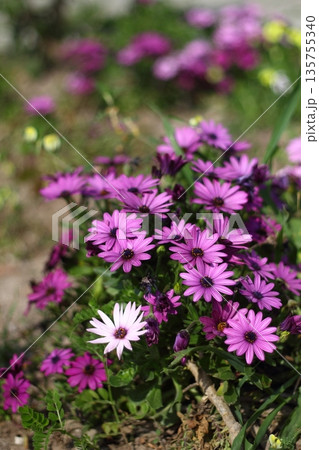 Beautiful flowers blooming in the garden, Bodrum Turkey Beautiful flowers blooming in the garden, Bodrum Turkey 135755340