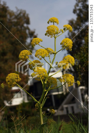 Beautiful flowers blooming in the garden, Bodrum Turkey Beautiful flowers blooming in the garden, Bodrum Turkey 135755343