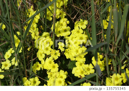 Beautiful flowers blooming in the garden, Bodrum Turkey 135755345