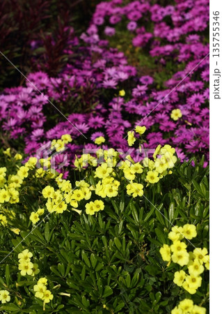 Beautiful flowers blooming in the garden, Bodrum Turkey 135755346