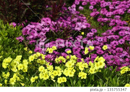 Beautiful flowers blooming in the garden, Bodrum Turkey 135755347