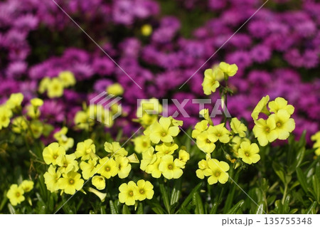 Beautiful flowers blooming in the garden, Bodrum Turkey 135755348