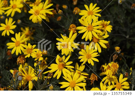 Beautiful flowers blooming in the garden, Bodrum Turkey Beautiful flowers blooming in the garden, Bodrum Turkey 135755349