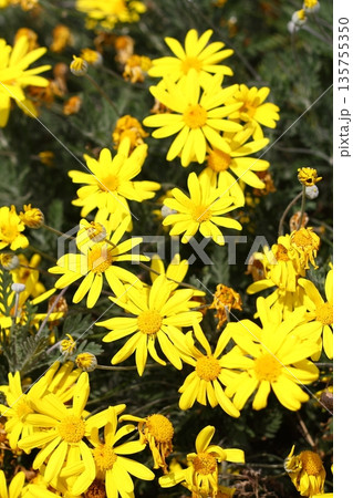 Beautiful flowers blooming in the garden, Bodrum Turkey Beautiful flowers blooming in the garden, Bodrum Turkey 135755350