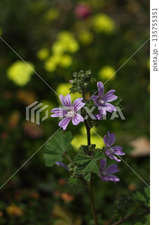 Beautiful flowers blooming in the garden, Bodrum Turkey 135755351