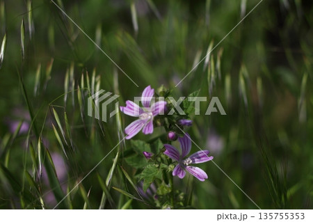 Beautiful flowers blooming in the garden, Bodrum Turkey 135755353