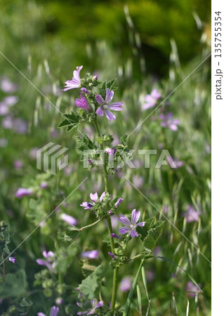 Beautiful flowers blooming in the garden, Bodrum Turkey 135755354