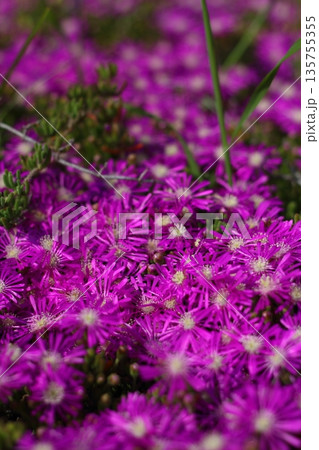 Beautiful flowers blooming in the garden, Bodrum Turkey Beautiful flowers blooming in the garden, Bodrum Turkey 135755355