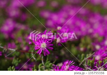 Beautiful flowers blooming in the garden, Bodrum Turkey 135755356