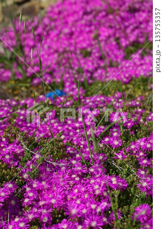 Beautiful flowers blooming in the garden, Bodrum Turkey 135755357