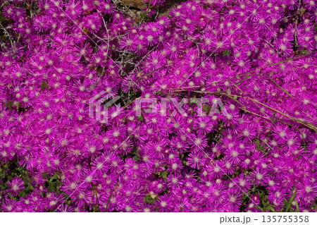Beautiful flowers blooming in the garden, Bodrum Turkey 135755358
