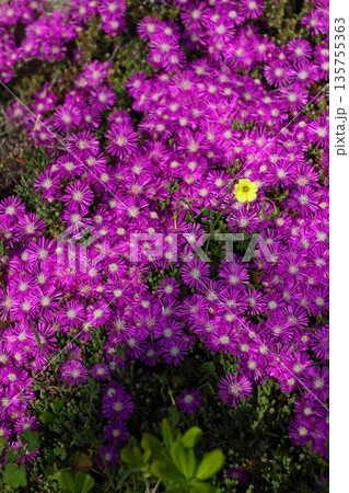 Beautiful flowers blooming in the garden, Bodrum Turkey 135755363