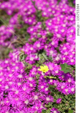 Beautiful flowers blooming in the garden, Bodrum Turkey 135755364