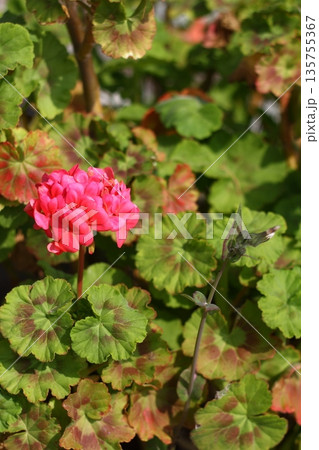 Beautiful flowers blooming in the garden, Bodrum Turkey 135755367