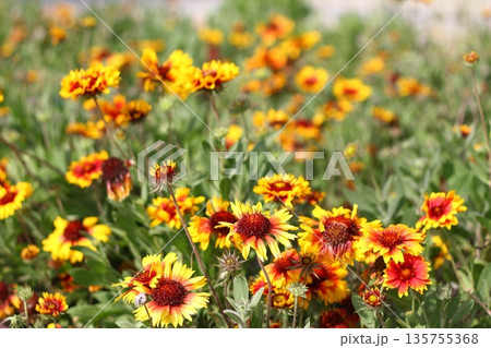Beautiful flowers blooming in the garden, Bodrum Turkey 135755368