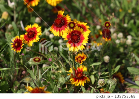 Beautiful flowers blooming in the garden, Bodrum Turkey Beautiful flowers blooming in the garden, Bodrum Turkey 135755369