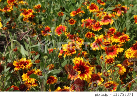 Beautiful flowers blooming in the garden, Bodrum Turkey Beautiful flowers blooming in the garden, Bodrum Turkey 135755371