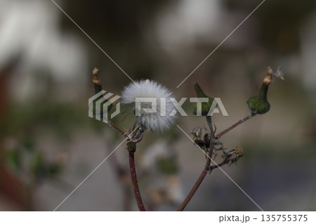 Beautiful flowers blooming in the garden, Bodrum Turkey Beautiful flowers blooming in the garden, Bodrum Turkey 135755375