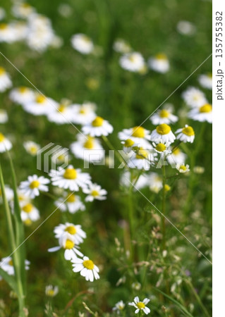 Beautiful flowers blooming in the garden, Bodrum Turkey 135755382
