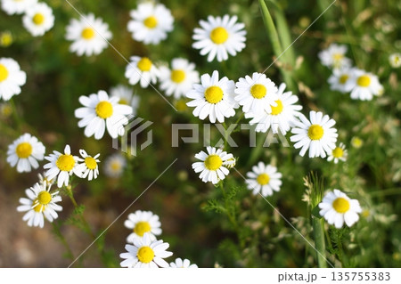 Beautiful flowers blooming in the garden, Bodrum Turkey 135755383
