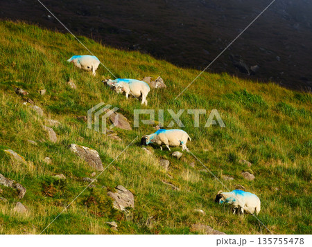 Four white sheep with blue markings graze on a steep, rocky green hillside. The animals are eating lush grass under bright daylight, with a darker shadowed mountain top in the background. 135755478