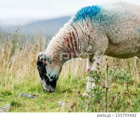 A sheep with blue and red markings on its white fleece bends its head to eat lush green grass. 135755482