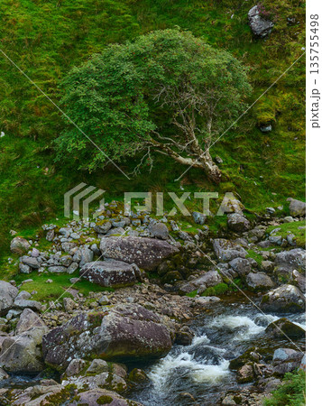 Rushing water flows over rocks in the River Gaddagh. A tree with green leaves grows on a steep, grass-covered hillside, surrounded by large boulders under bright daylight. Rushing water flows over rocks in the River Gaddagh. A tree with green leaves grows on a steep, grass-covered hillside, surrounded by large boulders under bright daylight. 135755498