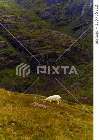 White sheep standing on a golden grassy slope beneath rugged green mountains in Lisleibane during daytime. White sheep standing on a golden grassy slope beneath rugged green mountains in Lisleibane during daytime. 135755512