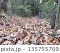 トレッキングコースに積もる落葉 135755709