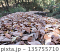 ハイキングコースに積もる落葉 135755710