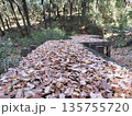 木道に積もる落葉 135755720