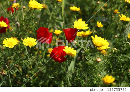 Beautiful flowers blooming in the garden, Bodrum Turkey 135755753