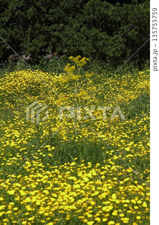 Beautiful flowers blooming in the garden, Bodrum Turkey Beautiful flowers blooming in the garden, Bodrum Turkey 135755759