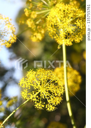 Beautiful flowers blooming in the garden, Bodrum Turkey Beautiful flowers blooming in the garden, Bodrum Turkey 135755761