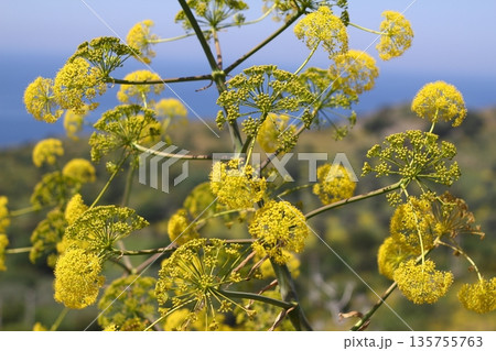 Beautiful flowers blooming in the garden, Bodrum Turkey Beautiful flowers blooming in the garden, Bodrum Turkey 135755763